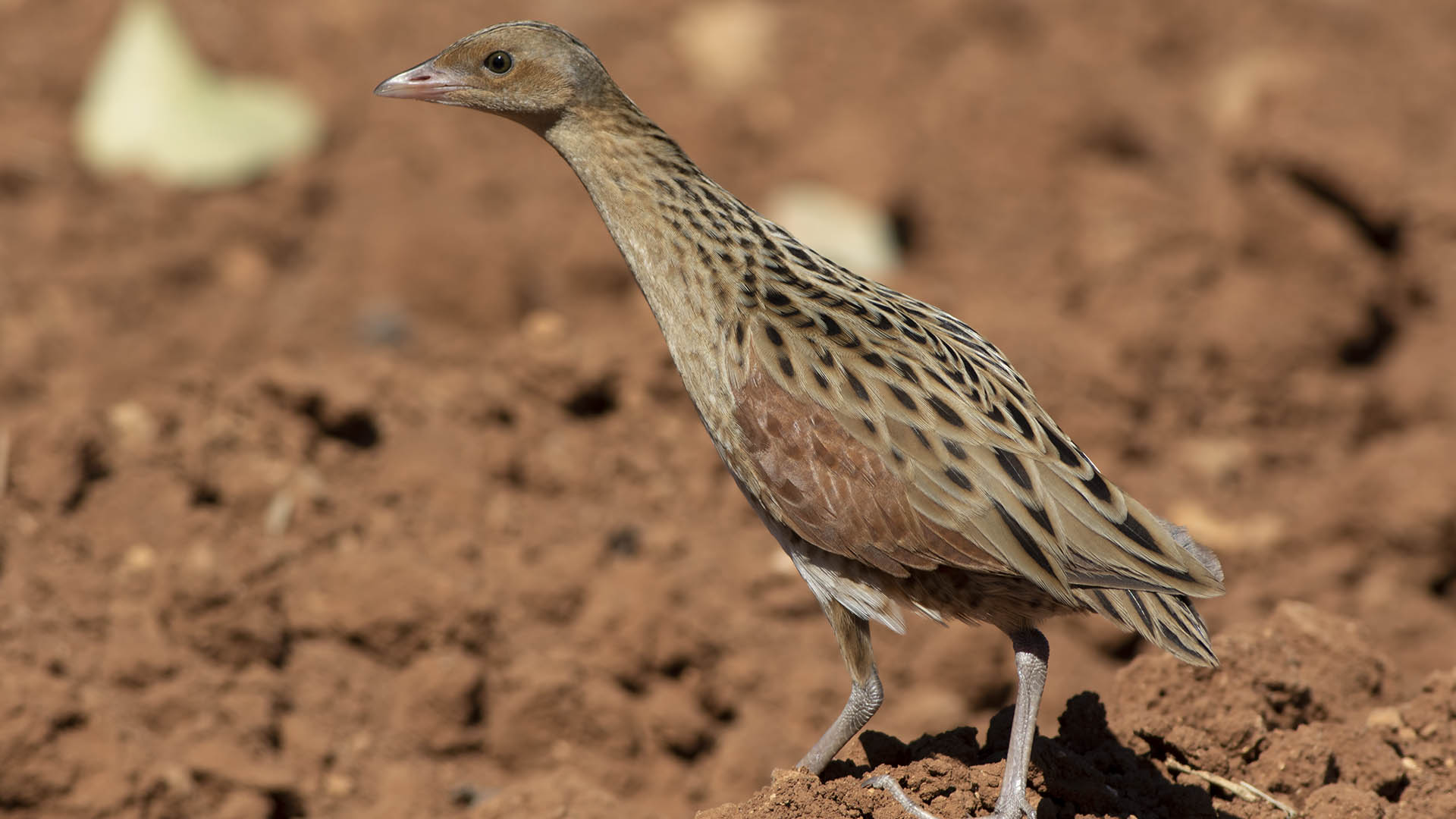 Corn Crake